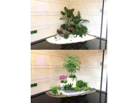 綠植案（àn）例