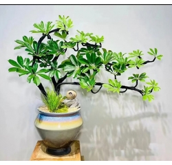 鴨腳木（mù）